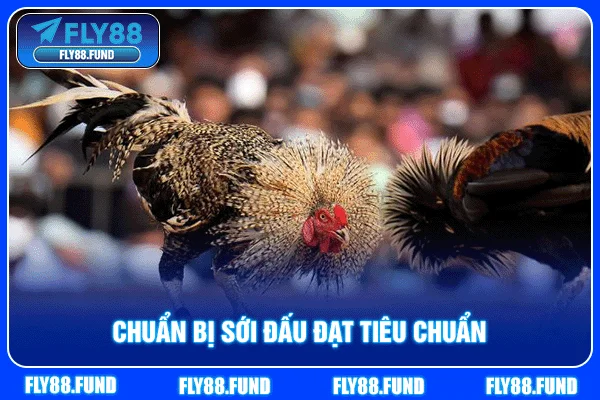 Chuẩn bị sới đấu đạt tiêu chuẩn